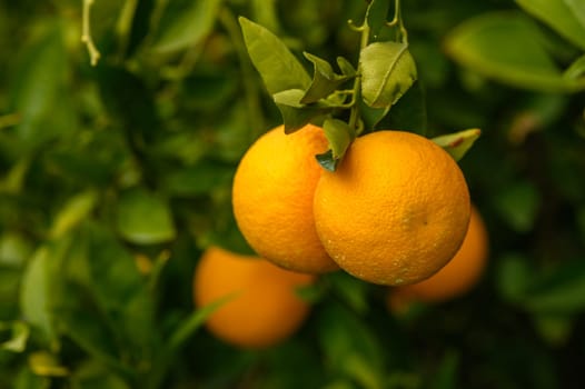 juicy oranges in winter in a garden in Cyprus 1