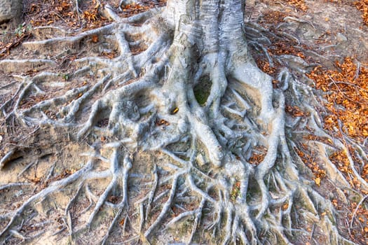 Close up of big beech tree root in the autumn forest. Representative the stability concept.