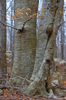 Close up of big old beech tree in the autumn forest