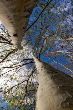 Nice old sycamore trees from below in a sunny day