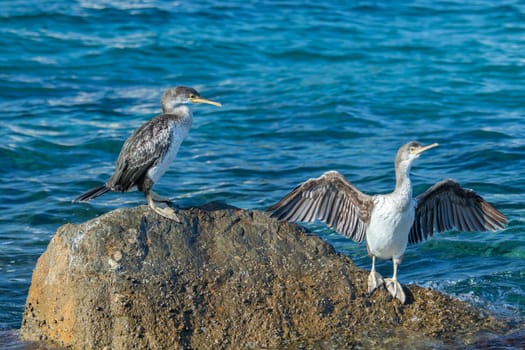 Great Cormorants (Phalacrocorax lucinus) on the rock