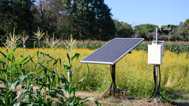 Small solar panels corn field with. Renewable energy and agriculture concept.