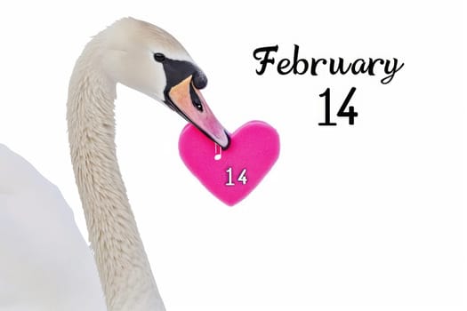 white swans and pink hearts for valentine's day.AI generative.