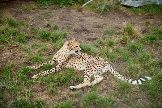 The leopard is lying and resting on the ground. Restful Leopard Lounging. Leopard's Respite: Majestic Predator Resting in the Wild. Graceful Leopard Relaxing Amidst Nature's Beauty. Predator's Pause: Leopard Rests, Embraced by the Wilderness in the Savanna. Leopard Lounging in the Natural Habitat. Leopard Takes a Tranquil Moment in the Wilderness.