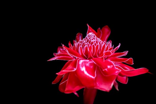 A vibrant red tropical flower pops against a dark background, symbolizing sophistication and intense emotion.