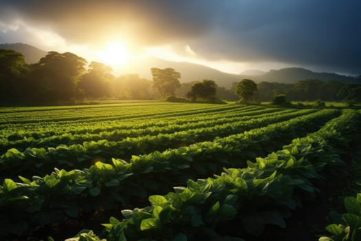 Farm harvest green field. Outdoor nature plant vegetable organic eco product.AI Generative..