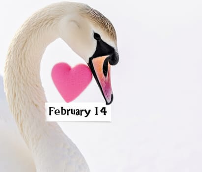white swans and pink hearts for valentine's day.AI generative.