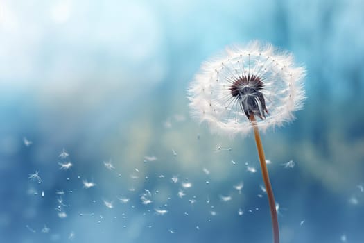 Dandelion and its seeds on a blue blurred background. Spring, summer background.