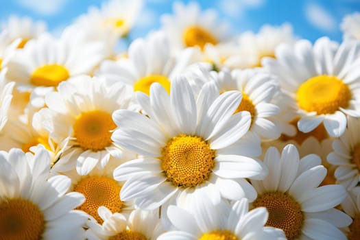 A bouquet of beautiful white daisies close-up against a blue sky. Summer chamomile background.
