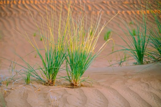 Close up on colorful desert vegetation over pink desert sand made wavy by the wind