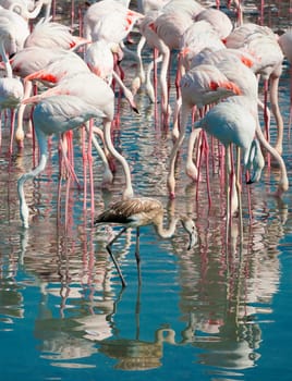 A young flamingo and a flock of adults at the back are wading in the water. Greater flamingos (Phoenicopterus Roseus) at Ras Al Khor Wildlife Sanctuary in Dubai