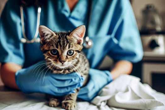 Veterinarian examining a cat in a veterinary clinic, closeup. Generative Ai.