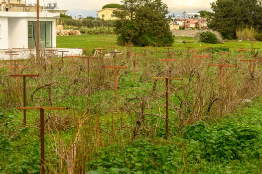 grapevine on supports in winter in Cyprus 2