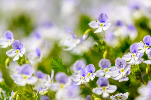 white and purple wildflowers in summer in Latvia