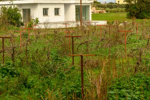 grapevine on supports in winter in Cyprus