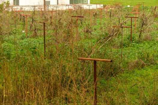 grapevine on supports in winter in Cyprus