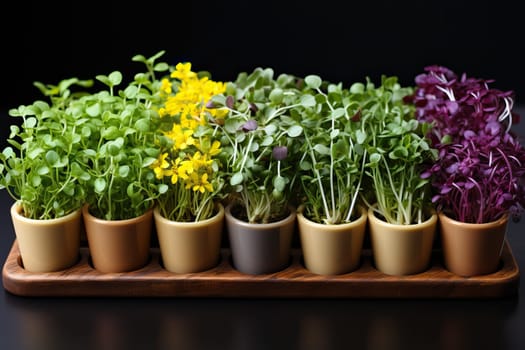 Colorful microgreens in small pots for seedlings, microgreens on the table.
