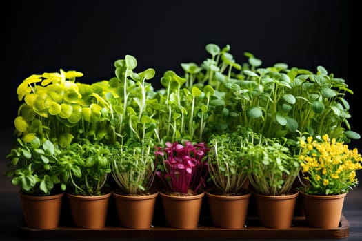 Colorful microgreens in small pots for seedlings, microgreens on the table.