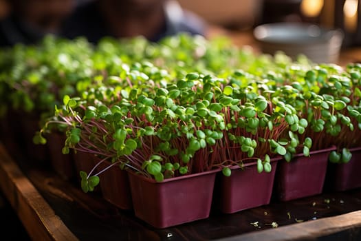 Microgreens in plastic trays, developed Ecological small business.