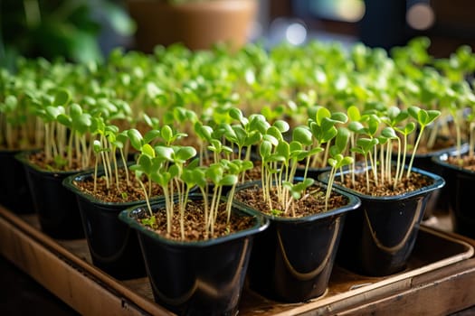 Growing microgreens in plastic cups, young microgreen sprouts close-up.