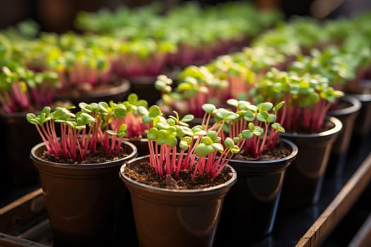 Microgreens in plastic trays, developed Ecological small business.