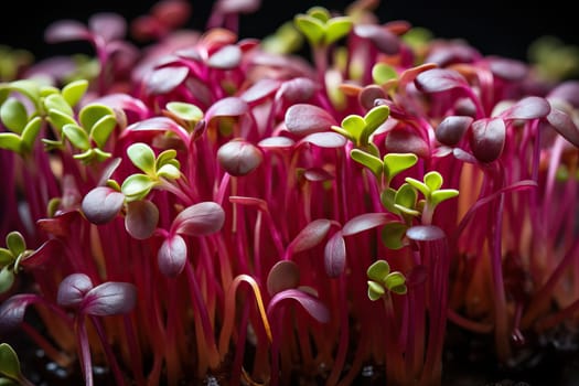 close-up of microgreens in plastic small containers, growing microgreens.