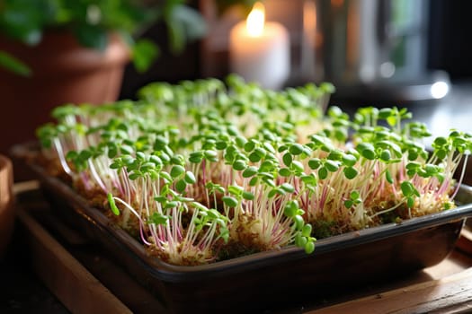 Close-up of microgreen radishes growing in a tray, healthy microgreens nutrition.