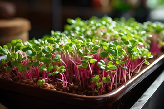 Close-up of microgreen radishes growing in a tray, healthy microgreens nutrition.