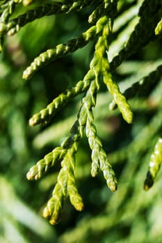 Green thuja branches close up in springtime, macro photo