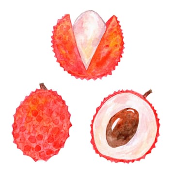 Watercolor lychee fruit set illustration isolated on white background
