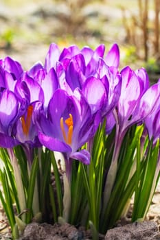 Purple flowers of violet macro photography close up, spring nature