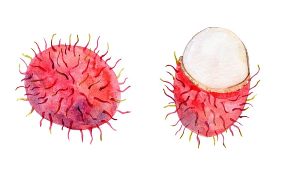 Watercolor rambutan fruit set illustration isolated on white background