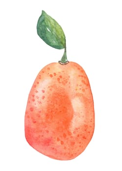 Watercolor kumquat fruit illustration isolated on white background