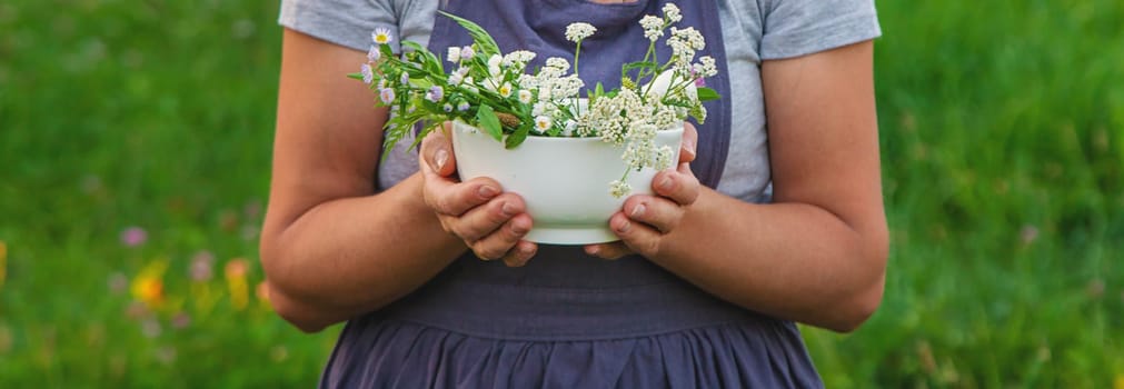 A woman in the garden collects medicinal herbs for tinctures and alternative medicine. Selective focus. Nature.