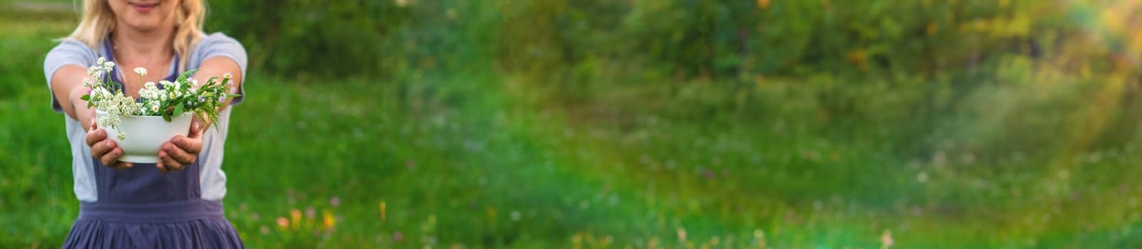 A woman in the garden collects medicinal herbs for tinctures and alternative medicine. Selective focus. Nature.