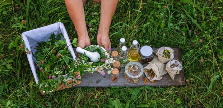 A woman in the garden collects medicinal herbs for tinctures and alternative medicine. Selective focus. Nature.