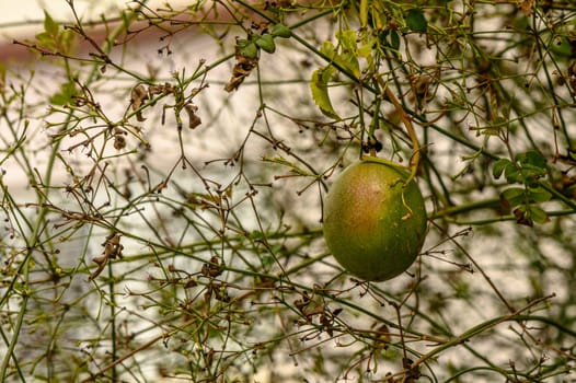 passion fruit in a village in winter in Cyprus 1