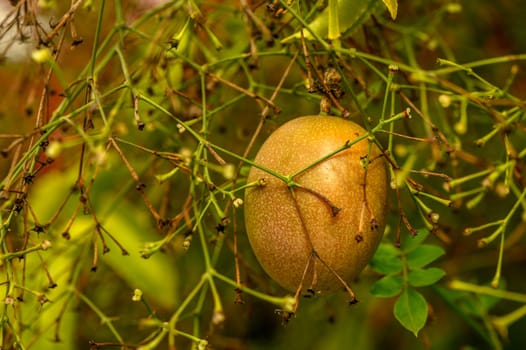 passion fruit in a village in winter in Cyprus