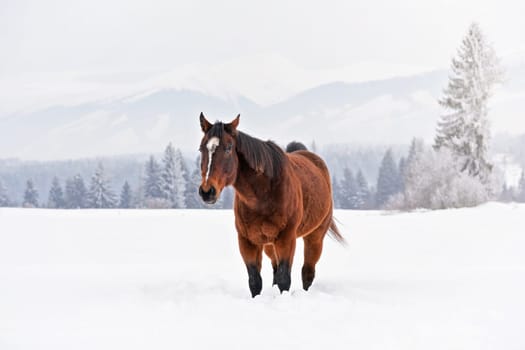Brown horse walks towards camera on snow covered field in winter, blurred trees and mountains in background