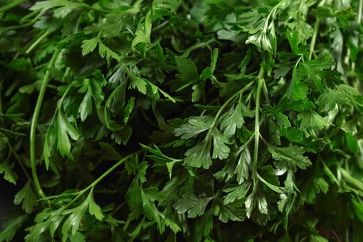 Green parsley leaves, used as herb / spice in kitchen, closeup photo