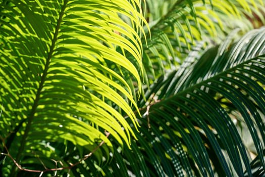 Abstract shallow depth (only few leaves in focus) of field tropical background - sun shines through green palm leaf 