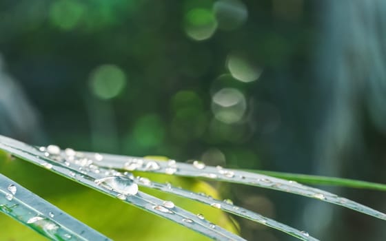 Drops of morning dew on green palm leaf, closeup detail with nice bokeh (space for text) above