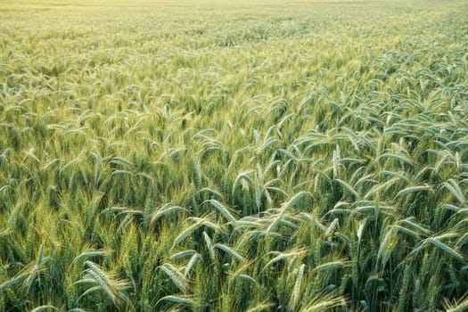 Field with unripe green wheat - abstract agriculture background