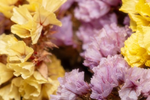 Close-up of blooming purple and yellow small flowers. Dried flowers or ikebana for interior decoration. Floral frame, macro