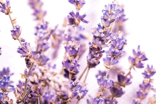 The image captures a detailed and up-close perspective of delicate lavender flowers with a blurred white backdrop