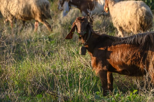 brown goat grazing with a flock of sheep
