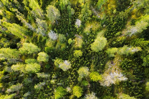 Evergreen fir trees with lush branches grow in forest in highland. Scenic landscape of wilderness in Italian Alpine mountains aerial view