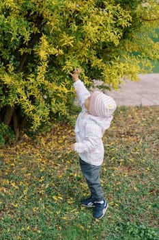 Little girl reaches out with her hand to a bush with yellowing leaves. High quality photo