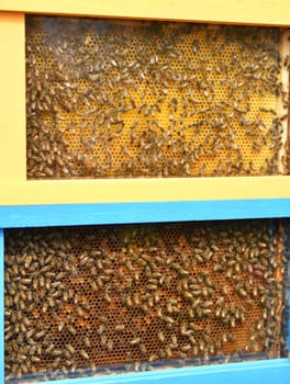A beehive with bees. Close up