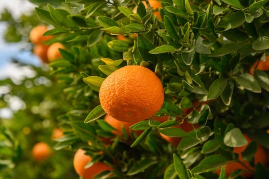 juicy fresh tangerines in a garden in Cyprus in winter 16